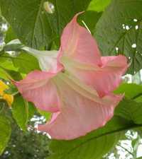 datura -brugmansia,bielun