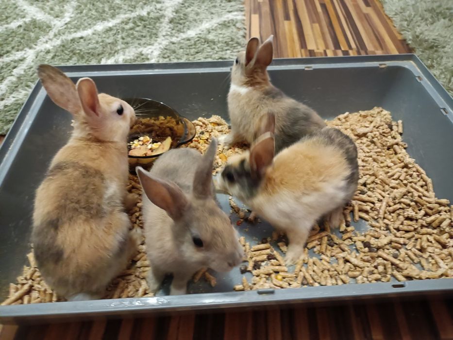 Królik karzełek oddam