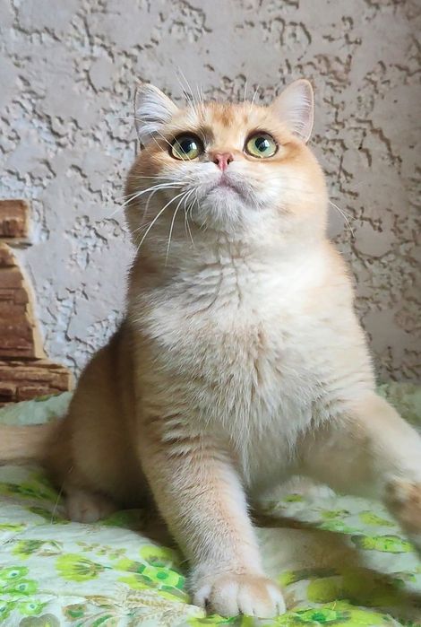 Очень яркий золотой ny 12