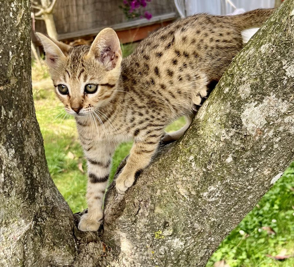 Gato exótico de raça Savannah