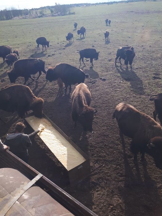 Вантажні перевезення, грузоперевозки, автоцистерна