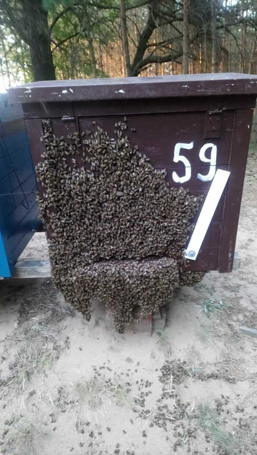 Sprzedam 10 rodzin pszczelich ramka Dadanta