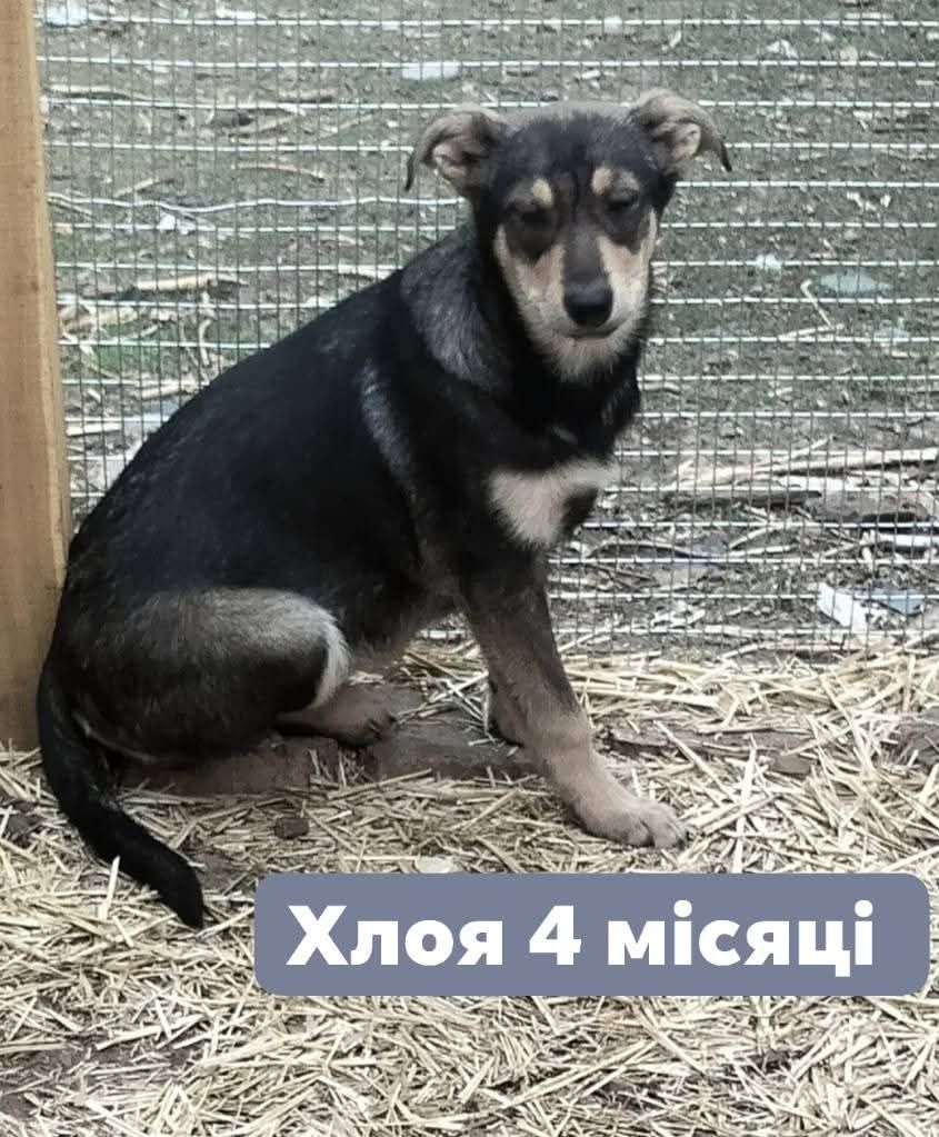 Красуні в добрі руки