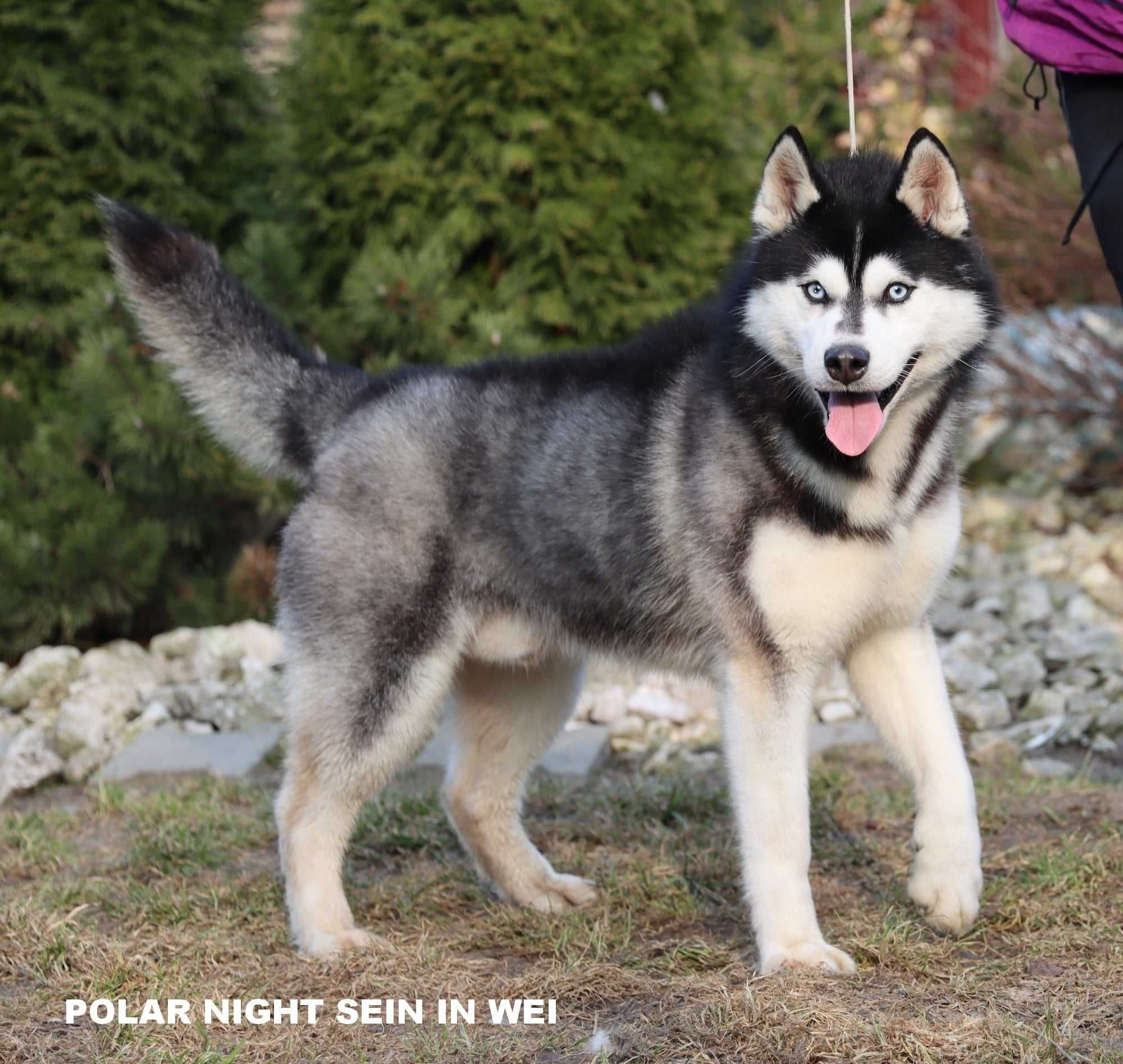 Siberian Husky, różnooka biało-srebrna suczka, ZKwP / FCI