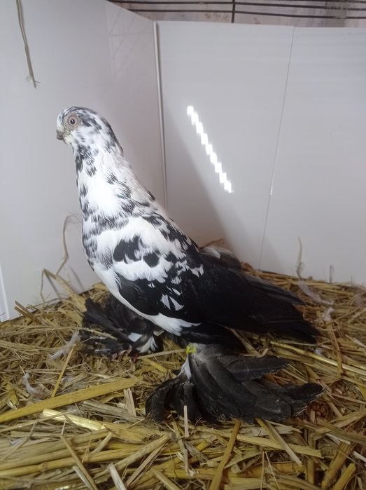 Motyl warszawski gołębie ozdobne głąb samiec samczyk samiczki pary