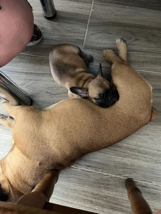 Французский бульдог вязка