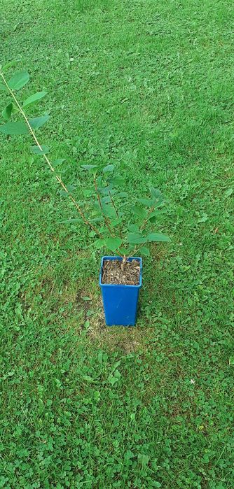 Krzewuszka, Dereń, Tawuła, Bez, Forsycja, Trzmielina, Tamaryszek,