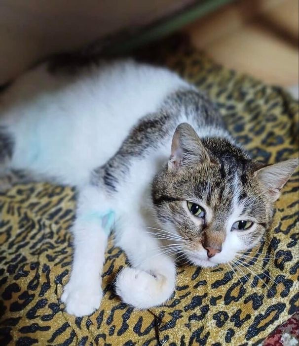 Киця шукає дім! 10 місяців. Стерилізована