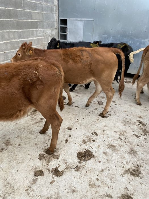 Lote de vitelas cx de limousines