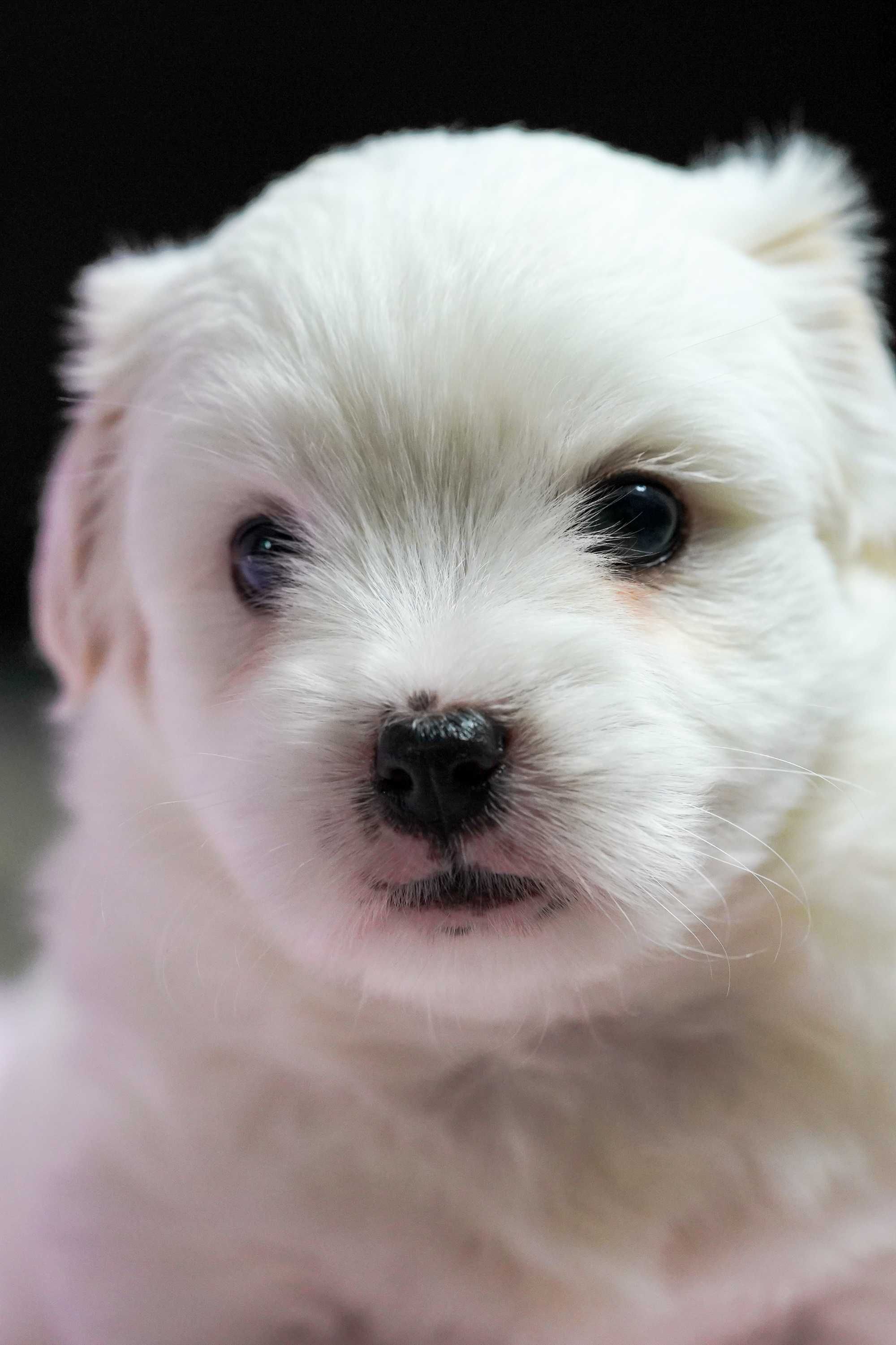 Coton de Tulear szczeniak FCI