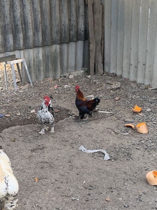 Півні ліліпута продам