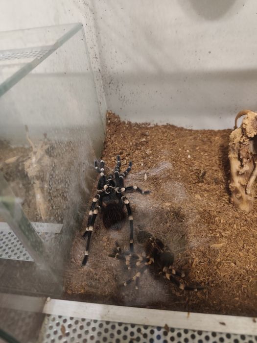 pająki Geniculata, Irminia, Parahybana