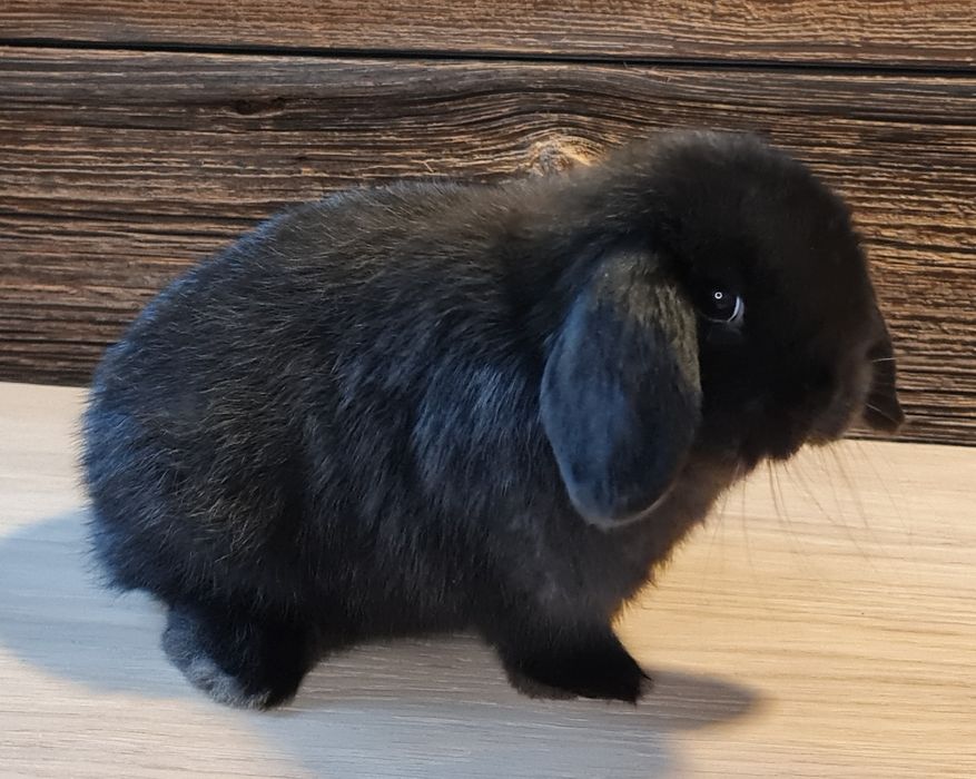 Mini Lop królik króliczek z domowej hodowli