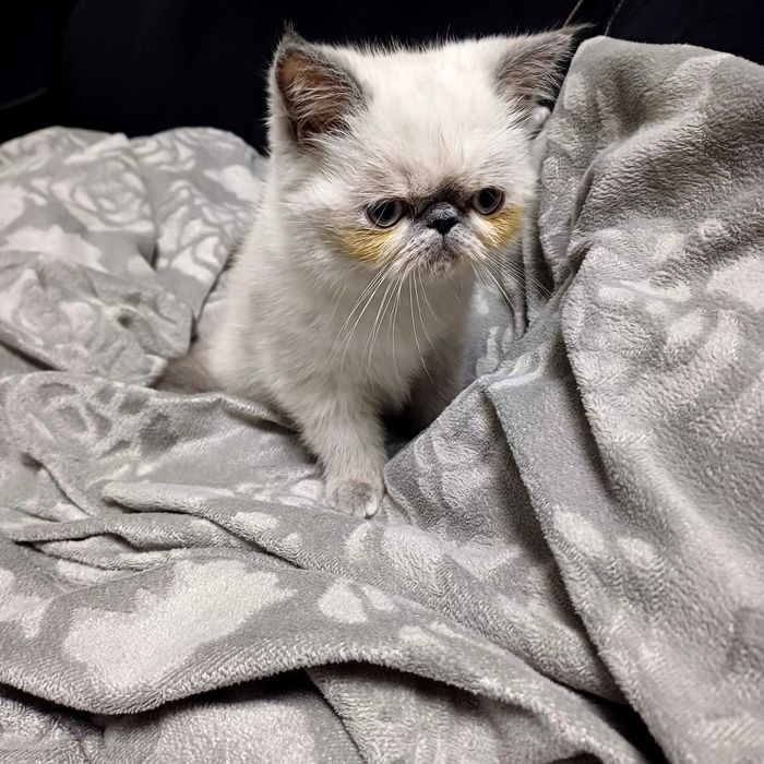 Persa exótico fêmea