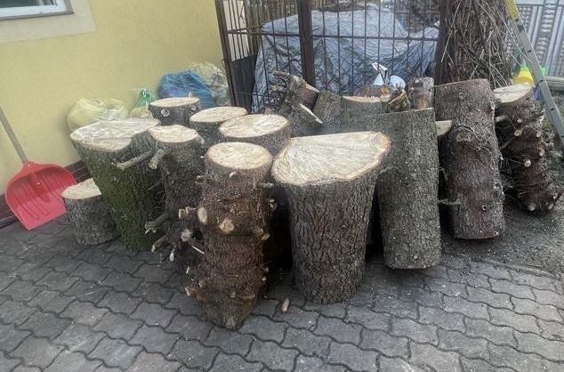 Pienie drzewa choinka sosna
