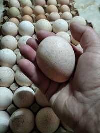 Индюшиные яйца инкубационные