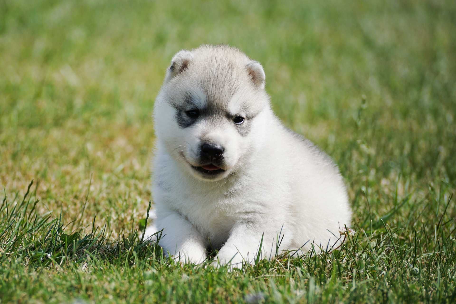 Szczenięta piesek husky z rodowodem ZKwP / FCI