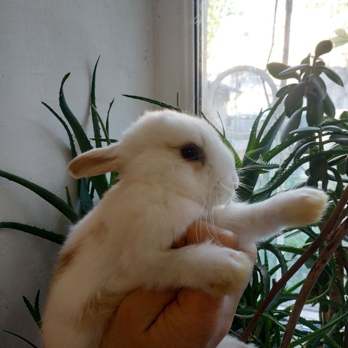 Міні кролики декоративні кролі домашні крольчата клетка