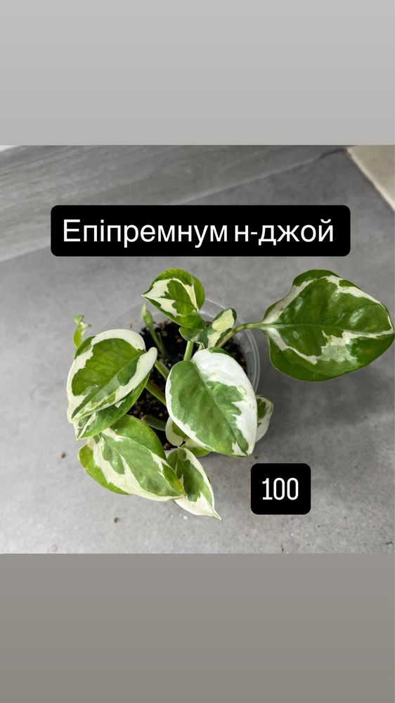Епіпремнум н-джой