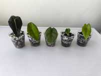 Pack 5 alocasias bebés (não variegadas) - entrega em mão Ovar