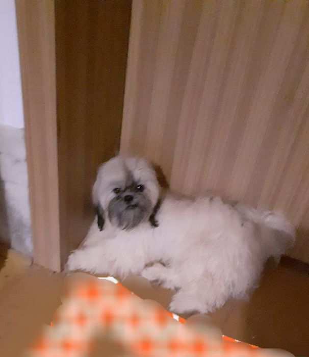 Lhasa apso kuzyn shih tzu