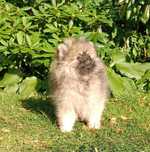 Pomeranian Szpic Miniaturowy