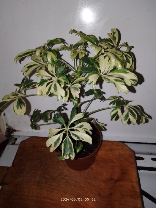 Мімоза жовта, тілландсія атмосферна,турея,олеандр, стреліція ,шефлера