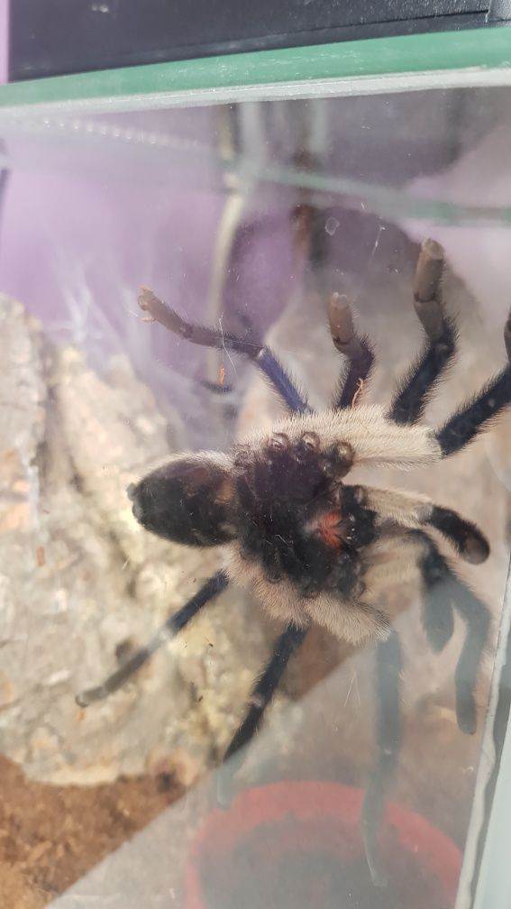 Monocentropus balfouri mięsieczny samiec