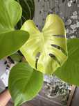 Monstera Lemon Lime big form