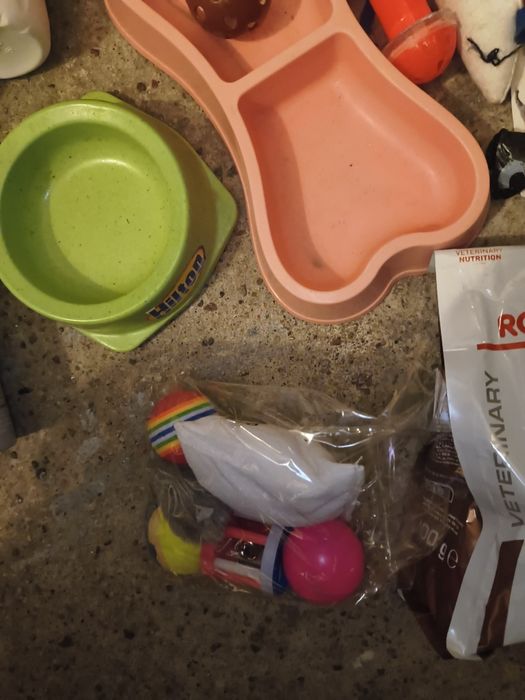 Wyposażenie wyprawka akcesoria dla kociaka