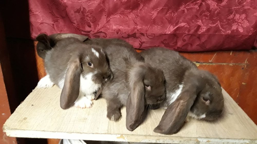 Kroliki barany francuskie