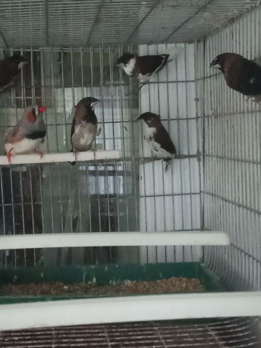 Bengalins novos 2025