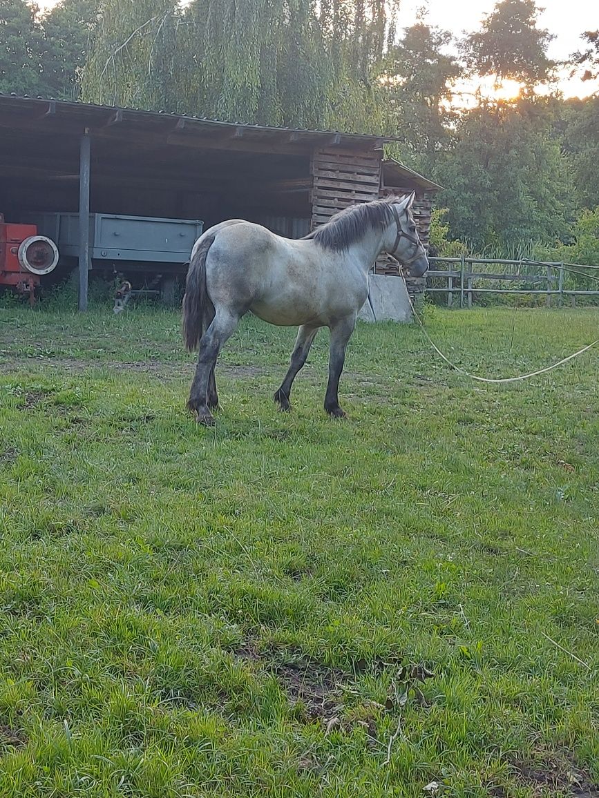Ogier zimnokrwiste roczny