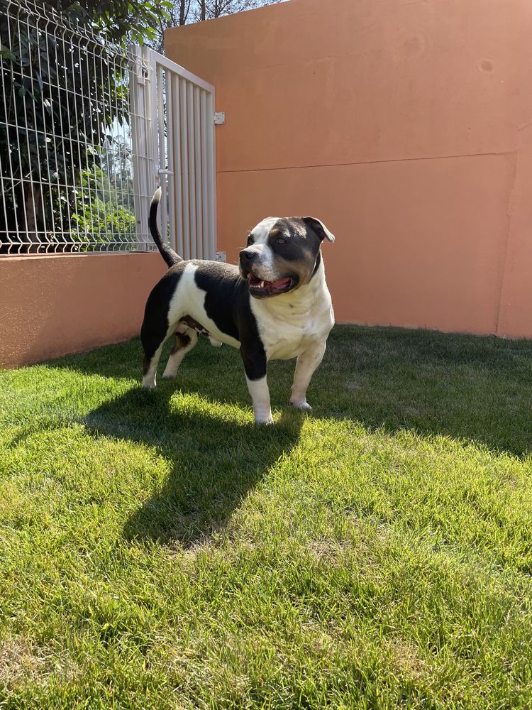 American Bully procura namorada