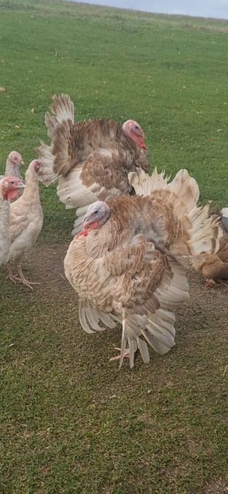 Sprzedam młode indory