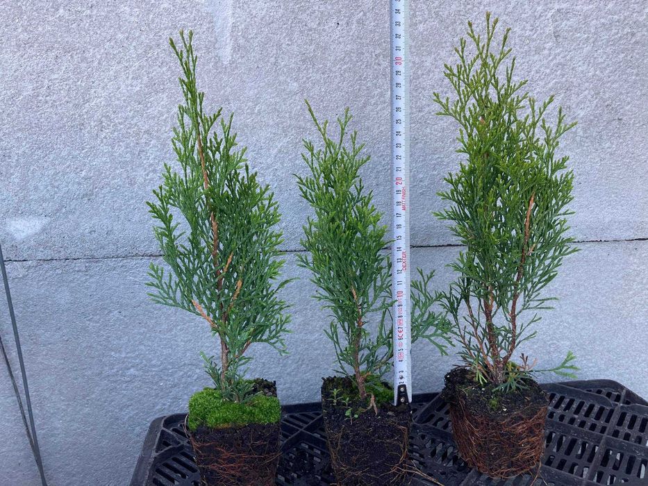 Tuja thuja szmaragd doniczka p9 20-30cm