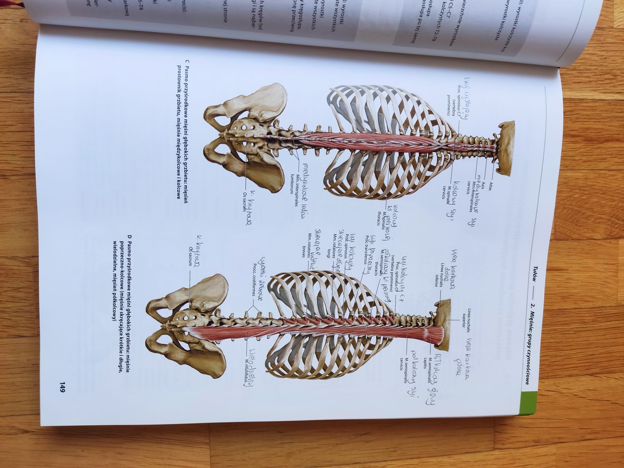 Prometeusz atlas anatomi człowieka anatomia ogólna i układ mięśniowo s