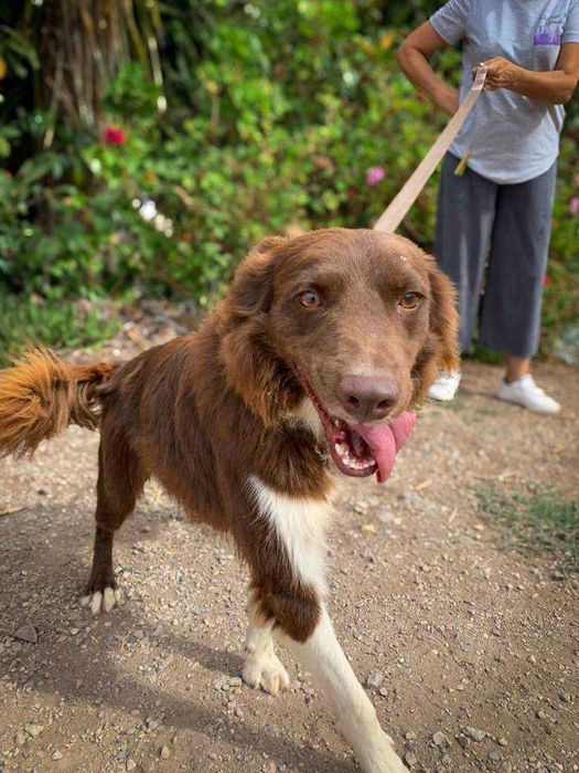 Simão Piléu - Cão médio pequeno para adoção