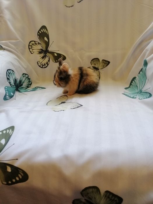 Króliczek karzełek Teddy, gładki, Lewek