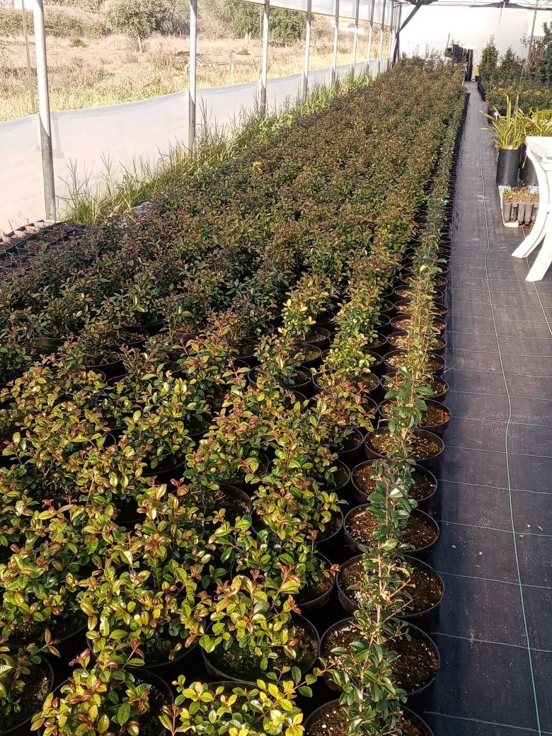 Eugenias Myrtifolia