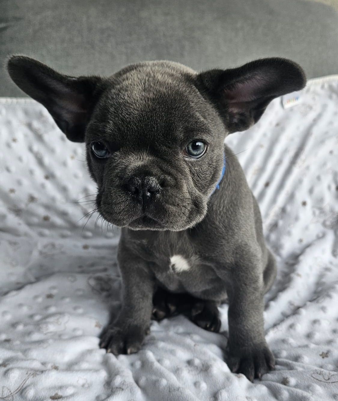 Buldog Francuski Blue z genem lilac samiec GOTOWY DO ODBIORU