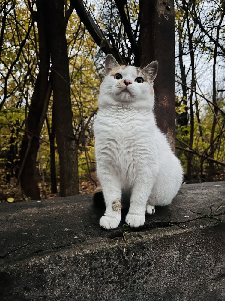 Кошке срочно нужен дом