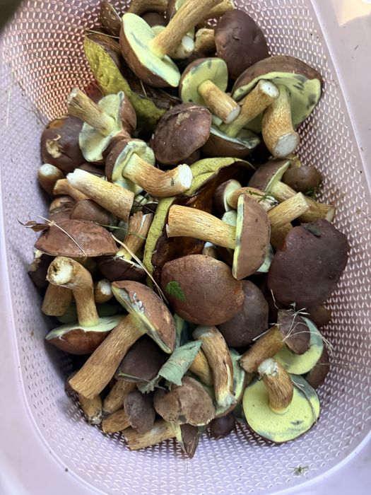 Grzyby podgrzybek / czarny łepek