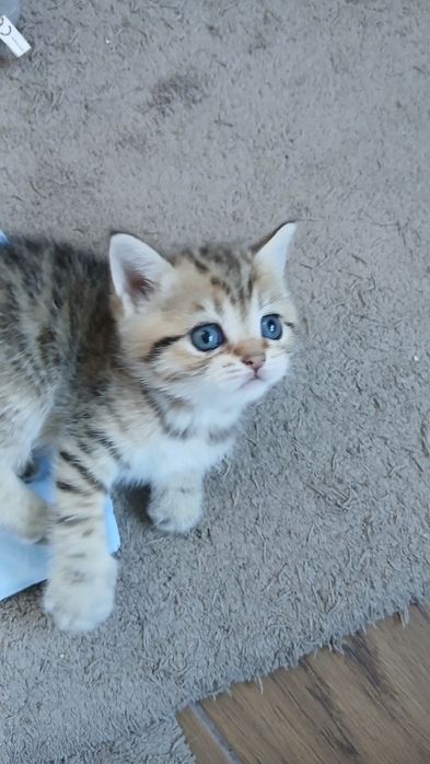 Fêmea Scottish Straight. Tabby