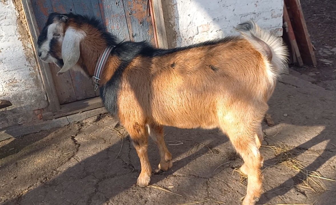 козлик англо-нубийский