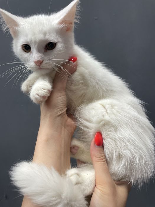 Котенок маленький девочка белый кошеня маленьке дівчинка