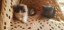 Віддаються котики (дівчатка)