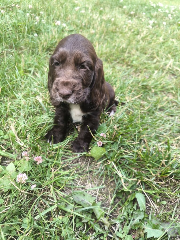 Cocker spaniel angielski - czekoladowa suczka