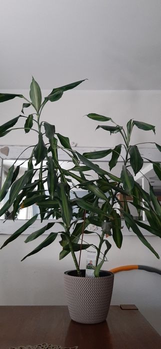 Transport Dracena Cintho duży kwiat 160 cm