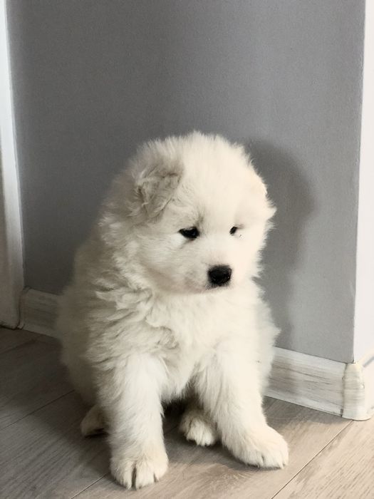 Samoyed Szczeniak